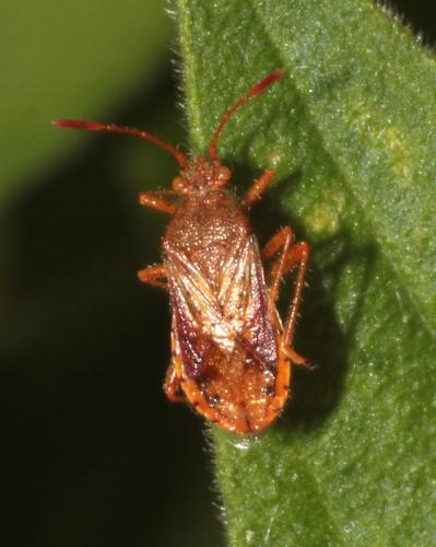 Réf. 239 283 : Rhopalus maculatus